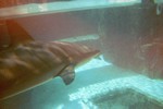 Thumb for shark101.jpg (1205 KB)