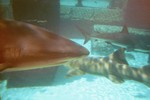 Thumb for shark102.jpg (1107 KB)