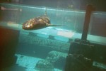 Thumb for shark103.jpg (1069 KB)