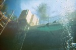 Thumb for shark104.jpg (1003 KB)