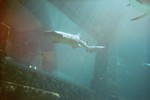 Thumb for shark105.jpg (1079 KB)