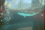 Thumb for shark106.jpg (1154 KB)