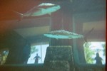 Thumb for shark107.jpg (1160 KB)