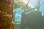 Thumb for shark111.jpg (1016 KB)