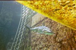 Thumb for shark112.jpg (1107 KB)