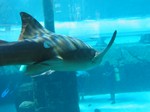 Thumb for shark13.jpg (115 KB)