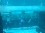 Thumb for shark14.jpg (114 KB)