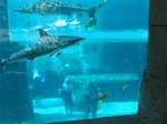Thumb for shark16.jpg (144 KB)