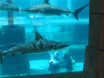 Thumb for shark18.jpg (149 KB)