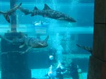 Thumb for shark19.jpg (151 KB)