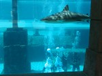Thumb for shark20.jpg (148 KB)
