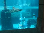 Thumb for shark21.jpg (145 KB)