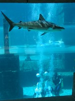 Thumb for shark22.jpg (149 KB)