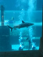 Thumb for shark23.jpg (152 KB)