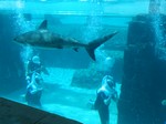 Thumb for shark24.jpg (151 KB)
