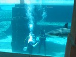 Thumb for shark25.jpg (147 KB)