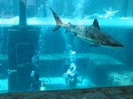 Thumb for shark28.jpg (157 KB)