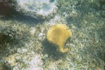 Thumb for coral3.jpg (1106 KB)