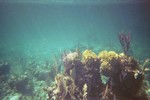 Thumb for coral5.jpg (1093 KB)