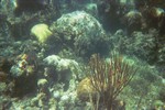 Thumb for coral6.jpg (1110 KB)