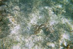 Thumb for fish2.jpg (1083 KB)