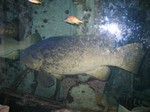 Thumb for grouper.jpg (170 KB)