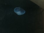 Thumb for jelly.jpg (76 KB)