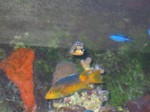 Thumb for puffer.jpg (126 KB)