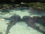 Thumb for shark.jpg (161 KB)