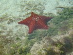 Thumb for star2.jpg (228 KB)
