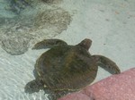 Thumb for turtle2.jpg (178 KB)