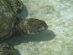 Thumb for turtle4.jpg (191 KB)