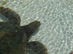 Thumb for turtle.jpg (184 KB)